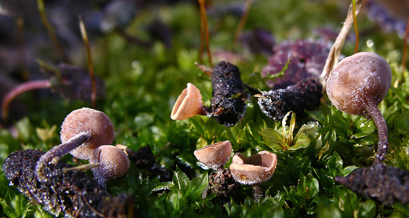 Ritrovamenti odierni.